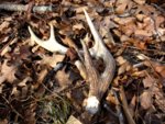 Deer_shed_in_woods__2.JPG
