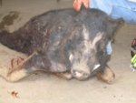 bubba_pig2.JPG