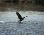 Canadian_goose_001_signed.jpg