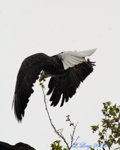 eagle_004_signed.jpg