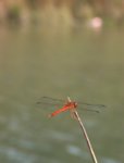 dragonfly1.jpg