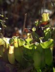 Pitcher_Plant.jpg