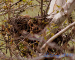 Redshouldered_in_nest_002.jpg