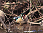 wood_duck_002.jpg