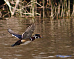 wood_duck_005.jpg