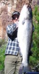 striper_allan_cole_4_2006_willow_48lb.jpg