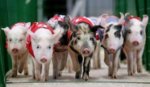 pig_olympics_russia_2006.jpg