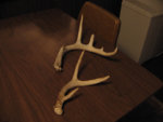 Resized_Antlers.jpg