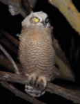 Great_Horned_Owl_Fledgling.jpg
