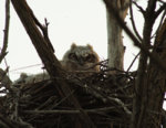Great_Horned_Owl_Fledgling.jpg