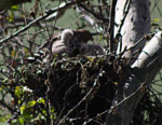 Redshoulder_in_nest_001.jpg