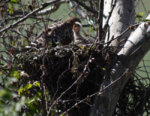 redshoulder_nest_002.jpg