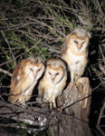 Barn_Owls_001.jpg