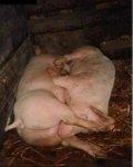 hogs_sleeping.jpg