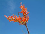 Ocotillo_in_bloom.jpg