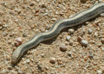 western_patch_nosed_snake.jpg
