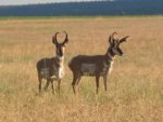 antelope_1.JPG