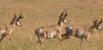 antelope_2.JPG