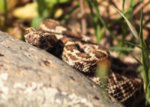 rattlesnake_002.jpg