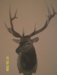 elk.JPG