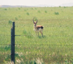 antelope__4.jpg