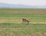 antelope__3.jpg