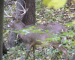 TreeStand_Buck_2.jpg