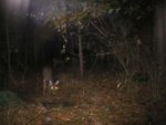 deer90.JPG