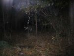 deer76.JPG