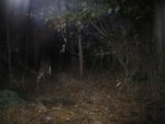 deer74.JPG