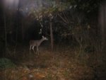 deer102.JPG
