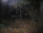 deer101.JPG