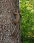 SQUIRREL_P7140137_hh__c50__s50__rs__sa10__ct20.jpg