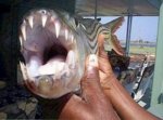 tigerfish.jpg