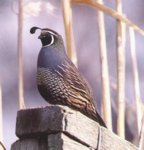 Valley_Quail.jpg