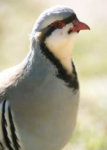 Chukar.jpg