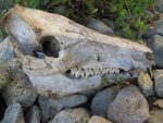 Pig_Skull.JPG