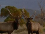 ELK_PICS_056.JPG