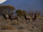 ELK_PICS_060.JPG