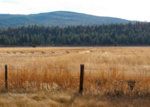 willow_creek_antelope_1106_01.jpg