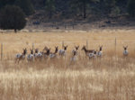willow_creek_antelope_1106_03.jpg