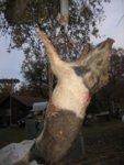 hog_hanging.jpg