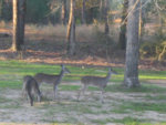 NOV2006_backyarddeer.jpg