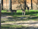 NOV2006_backyarddeer_buck_2_.jpg