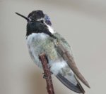 hummingbird_2.jpg