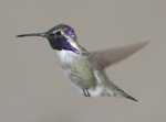 hummingbird_3.jpg