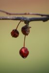 crabapple.jpg