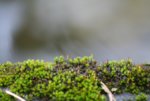moss.jpg