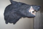 pig_head_1.jpg