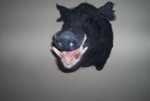 pig_head_3.jpg